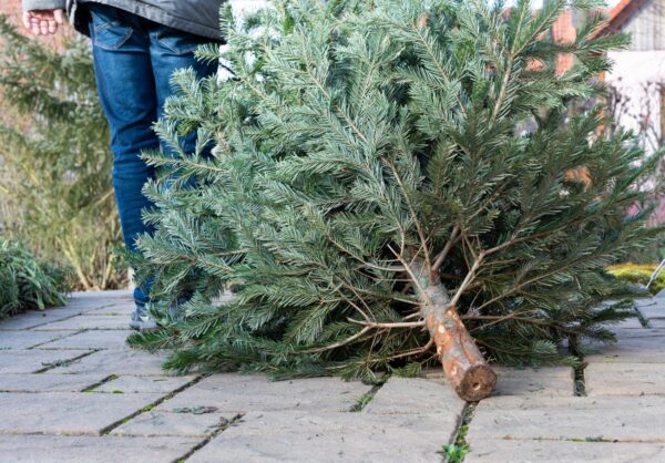 Dit juletræ skal til haveaffald